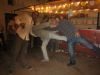 Foto relacionada con: El ltimo da de Feria acaba con una verbena maanera y un desayuno molinero